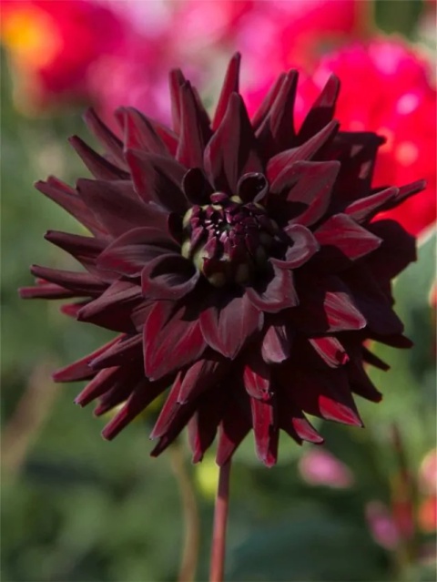Dahlia Tamburo