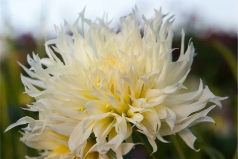 Dahlia Tsuki-yori-no-shisha