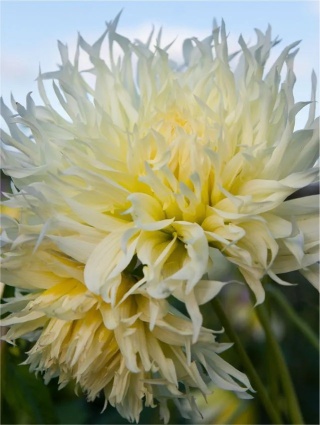 Dahlia Tsuki-yori-no-shisha