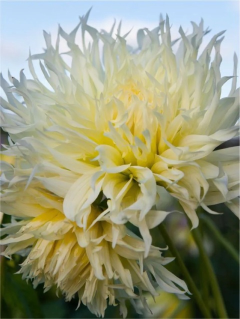 Dahlia Tsuki-yori-no-shisha