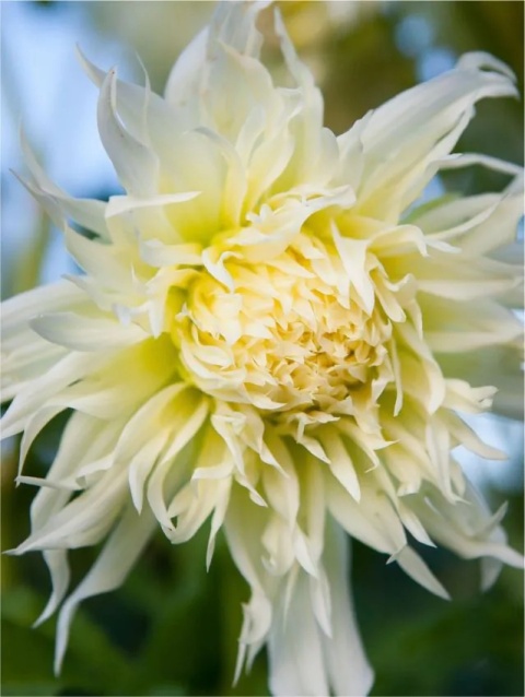 Dahlia Tsuki-yori-no-shisha