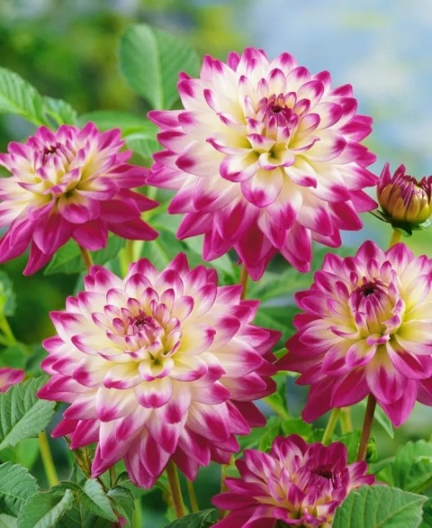 Dahlia Uncle hankey