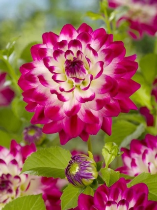 Dahlia Uncle hankey