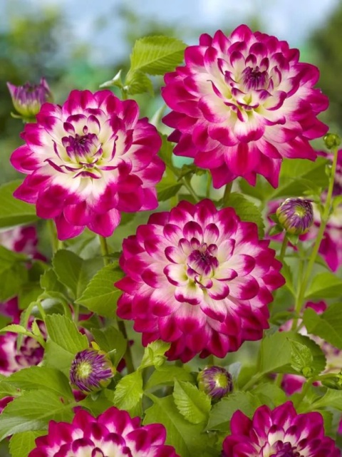Dahlia Uncle hankey