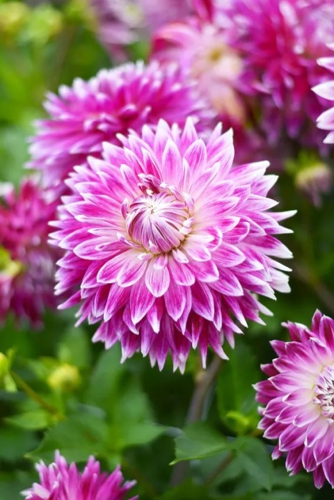 Dahlia Vancouver