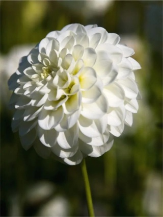 Dahlia White aster