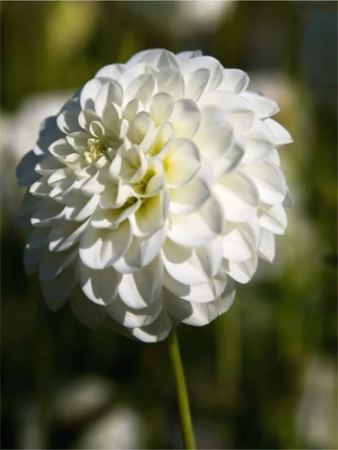 Dahlia White aster