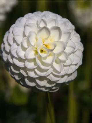 Dahlia White aster