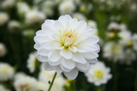 Dahlia White onesta