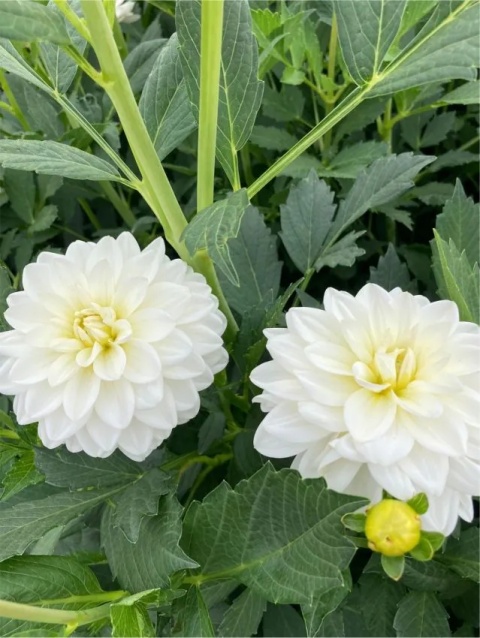 Dahlia White onesta