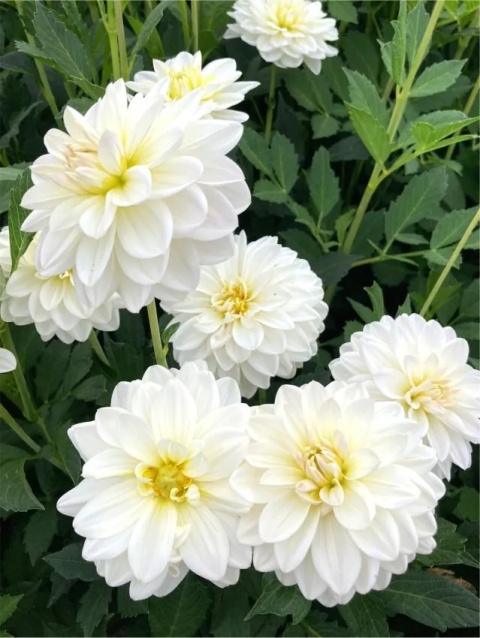 Dahlia White onesta