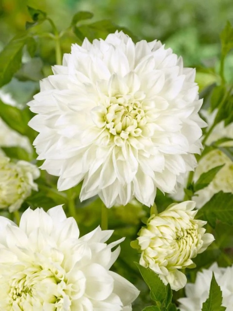 Dahlia White perfection