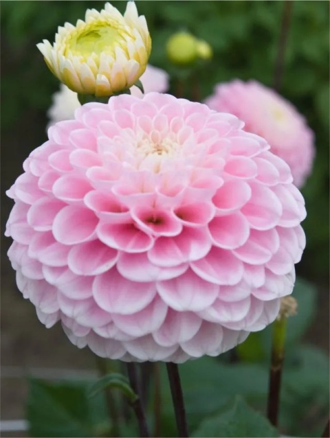 Dahlia Wizard of oz