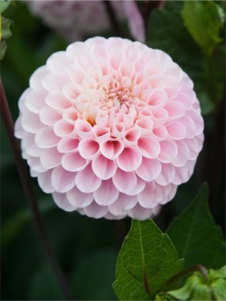 Dahlia Wizard of oz