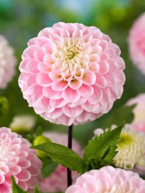 Dahlia Wizard of oz