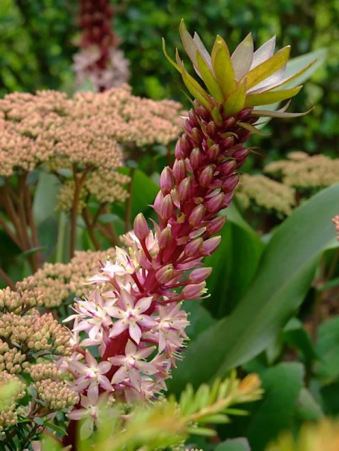 Eucomis comosa
