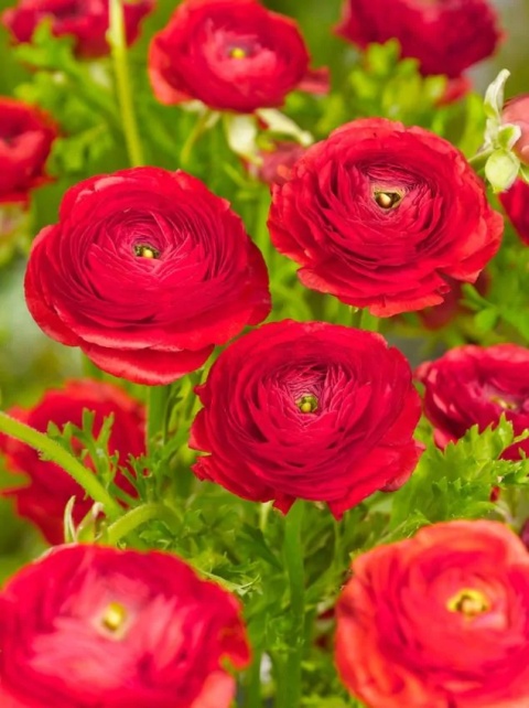 Jaskier czerwony niski