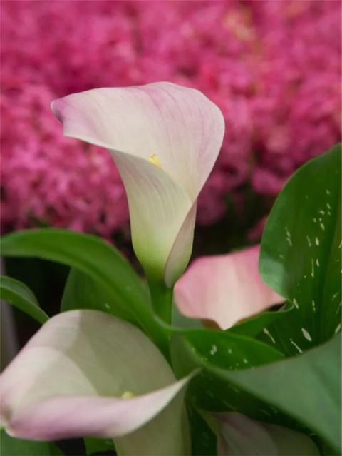 Kalia Strawberry blush