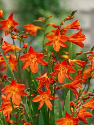 Krokosmia Carmine brilliant