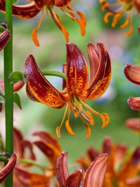 Lilia Arabian knight martagon