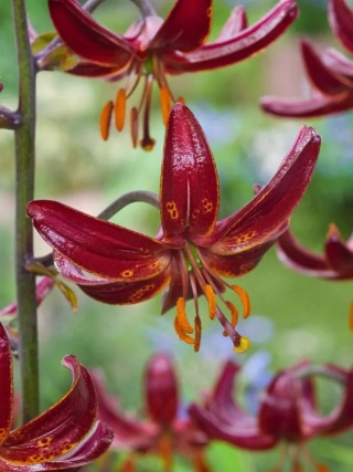 Lilia Claude shride martagon