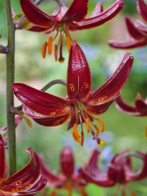 Lilia Claude shride martagon