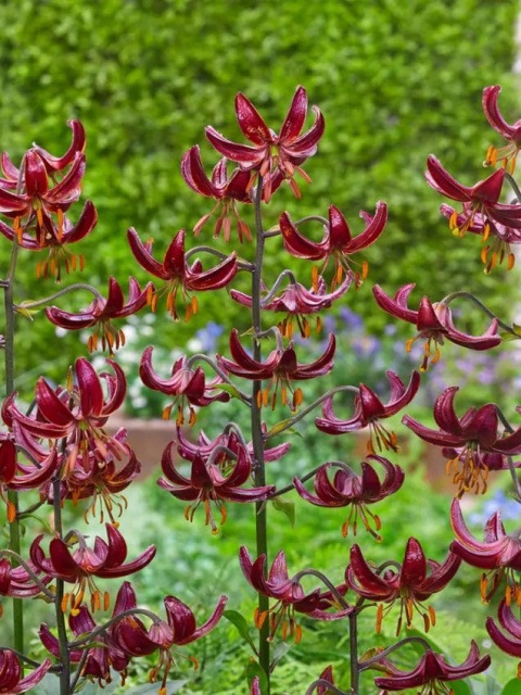 Lilia Claude shride martagon