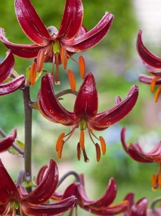 Lilia Claude shride martagon