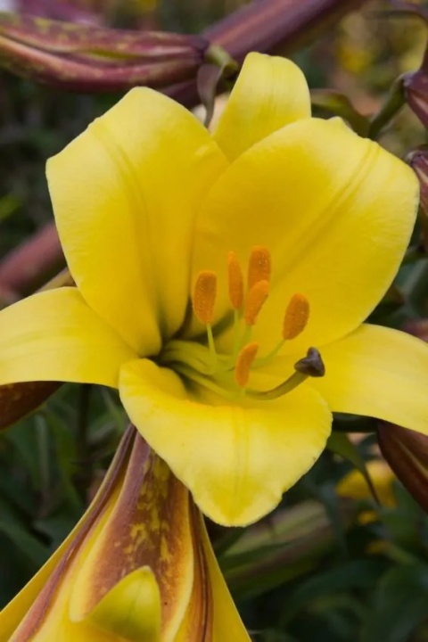 Lilia Golden splendour