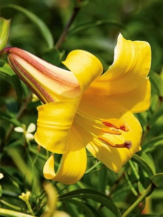 Lilia Golden splendour