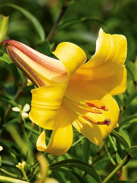 Lilia Golden splendour