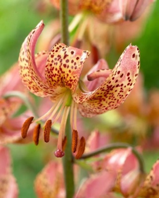 Lilia Manitoba morning martagon