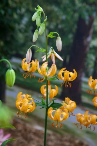 Lilia Peppard gold martagon