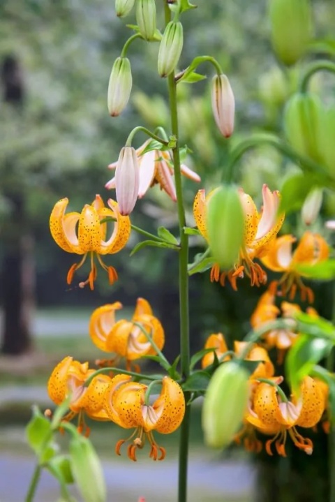 Lilia Peppard gold martagon