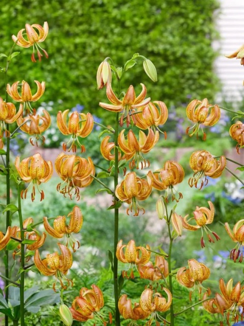 Lilia Peppard gold martagon