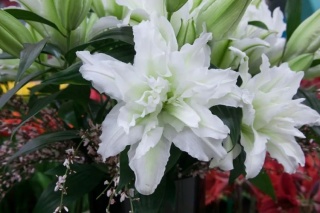 Lilia Roselily aisha