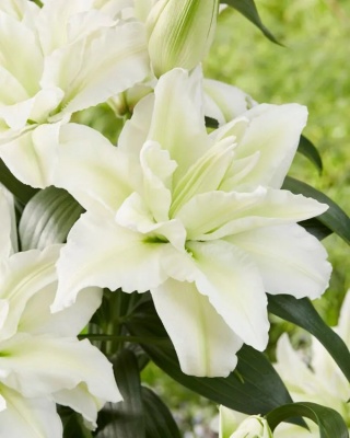 Lilia Roselily aisha