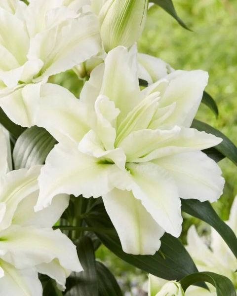 Lilia Roselily aisha