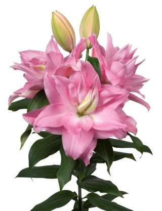 Lilia Roselily editha