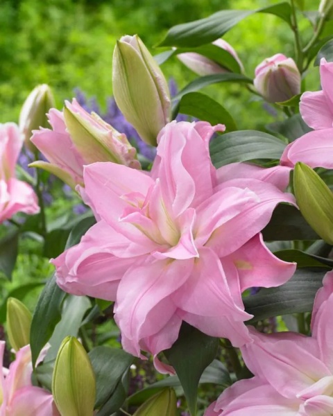 Lilia Roselily editha