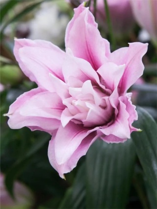 Lilia Roselily isabella