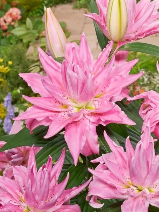 Lilia Roselily jasmina