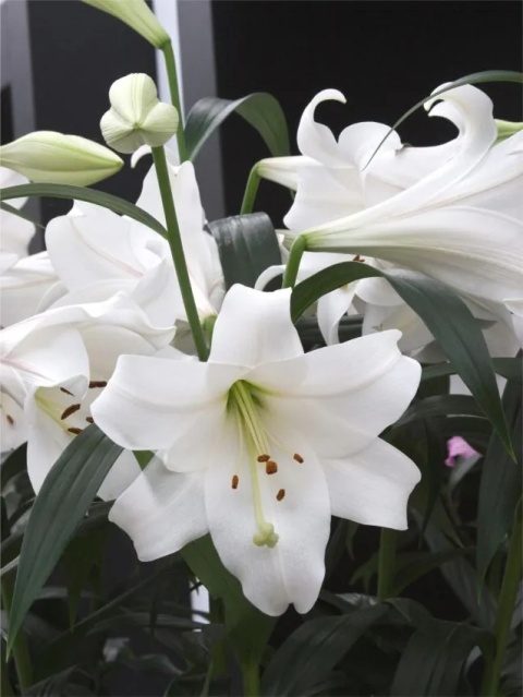 Lilia White triumph (zanlotriumph)