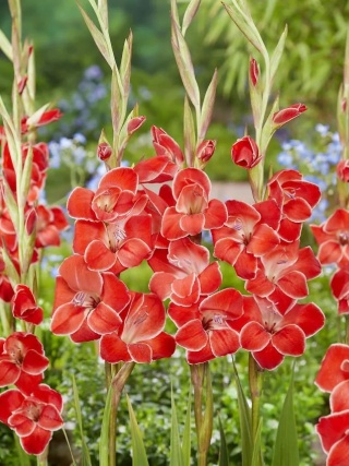 Mieczyk Atom primulinus