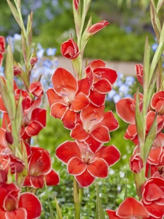 Mieczyk Atom primulinus