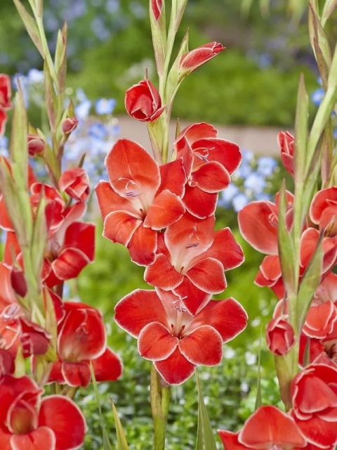 Mieczyk Atom primulinus