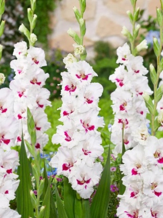 Mieczyk Cera corsage