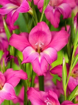 Mieczyk Charming lady tubergenii