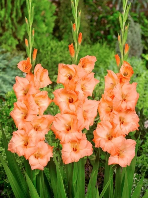 Mieczyk Georgia peach