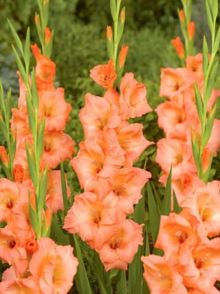 Mieczyk Georgia peach